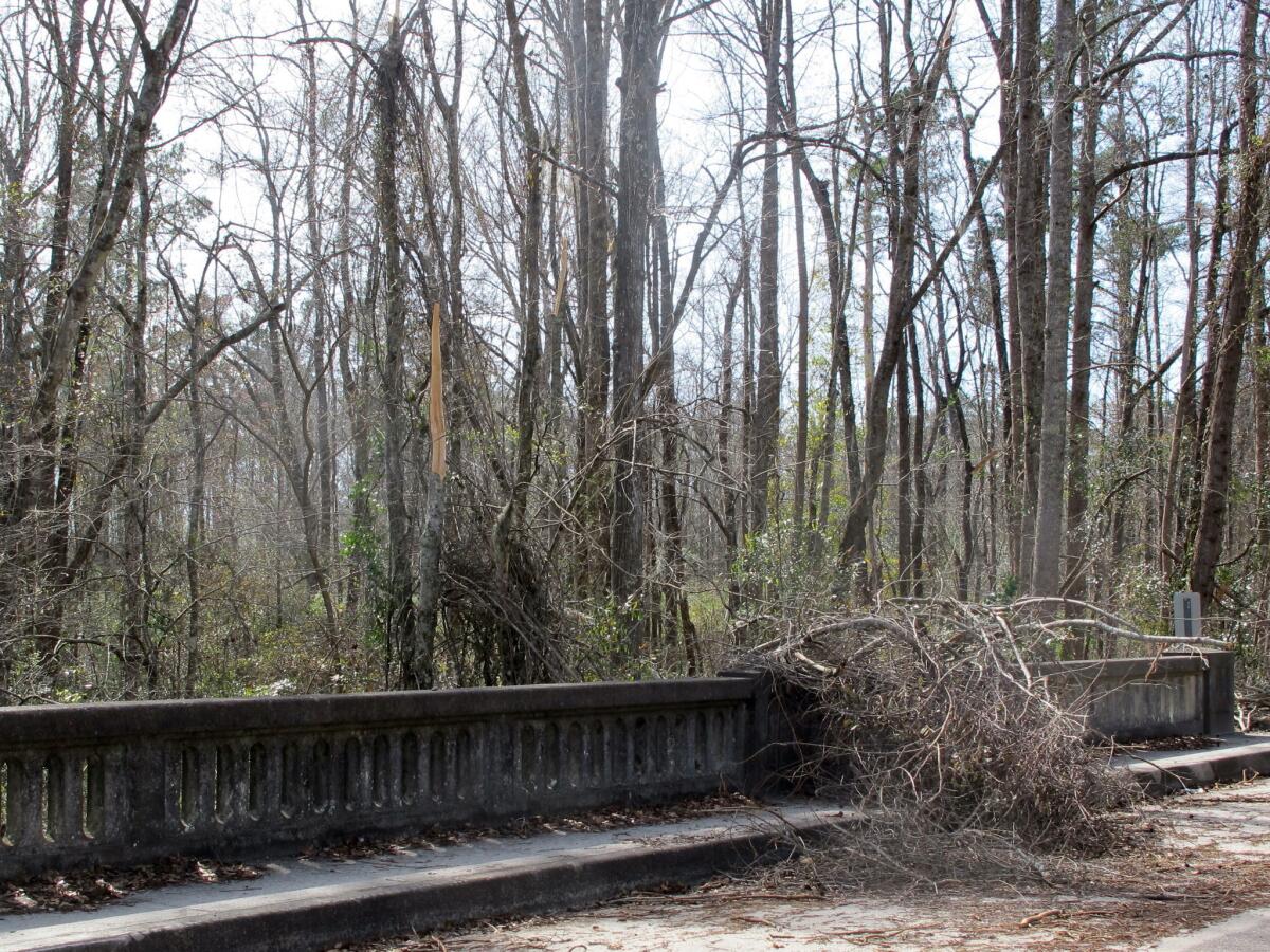 Trees near Lodge, S.C., show damage from the February ice storm.