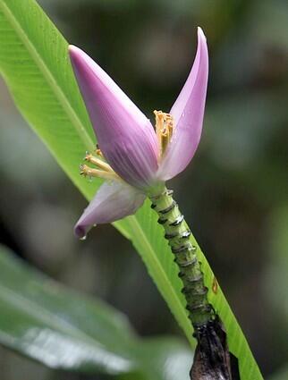 The flower of the ornamental Musa Banana plant.