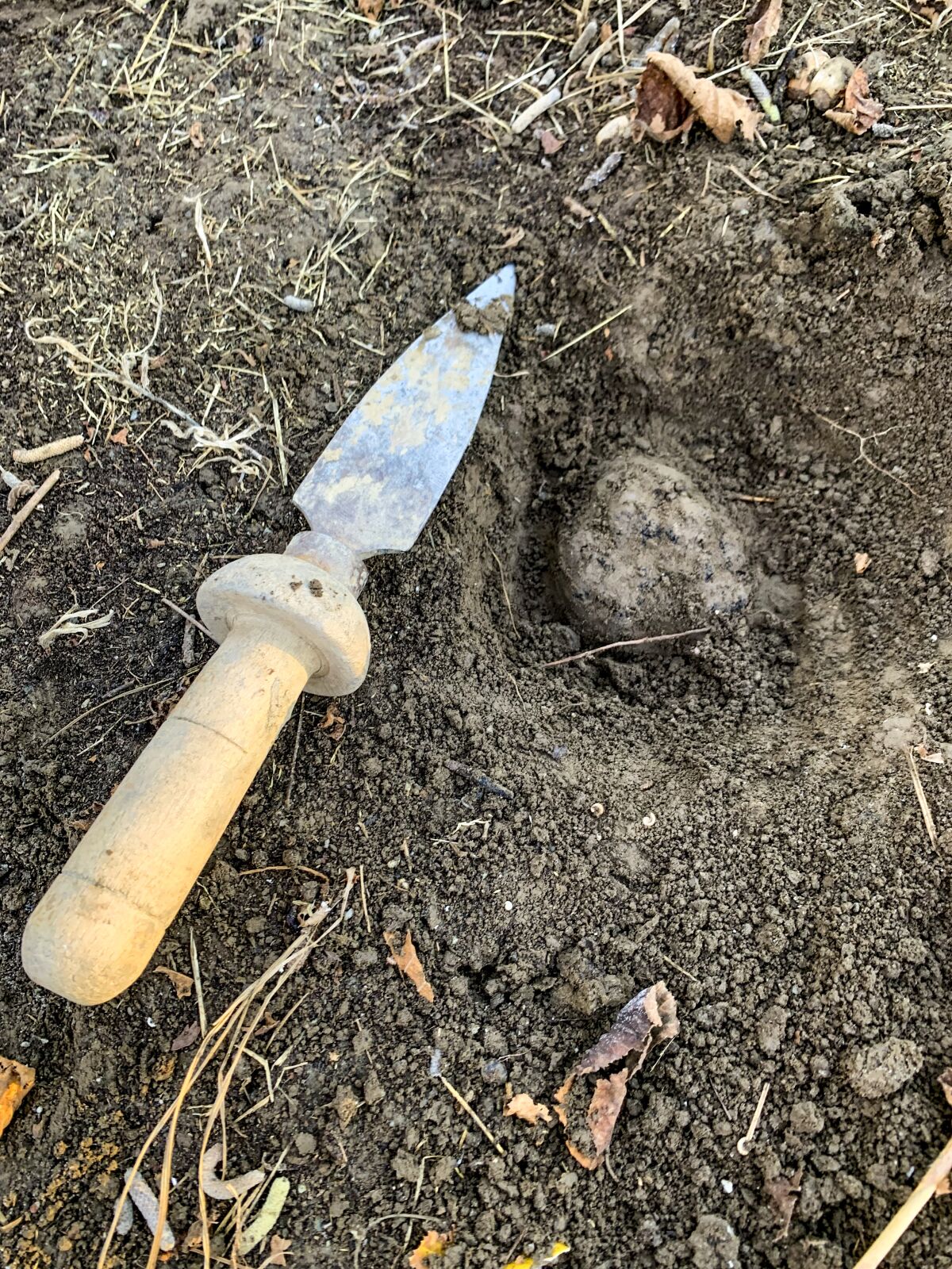 A digging tool lies next to the truffle, still in the dirt, after Seth and Leo found it in the orchard.