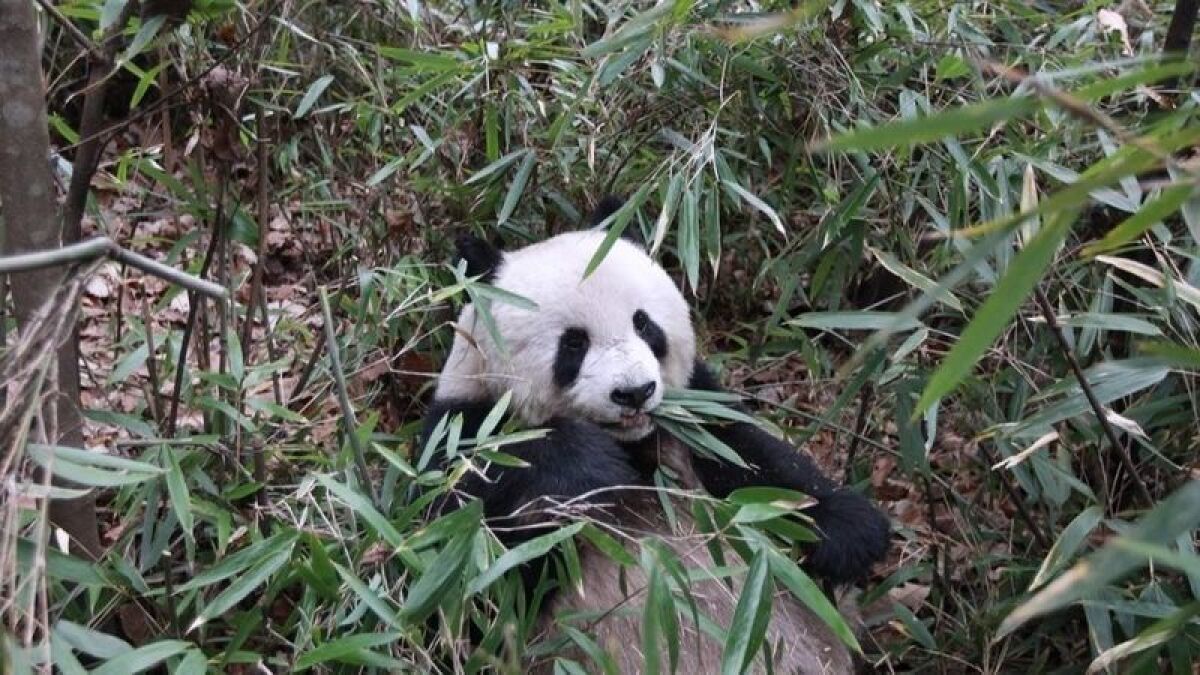 Un panda salvaje alimentándose de hojas de bambú en la Reserva Natural Foping. Al comer estratégicamente, sus dietas son tan ricas en proteínas como los "hipercarnívoros”. (Fuwen Wei)