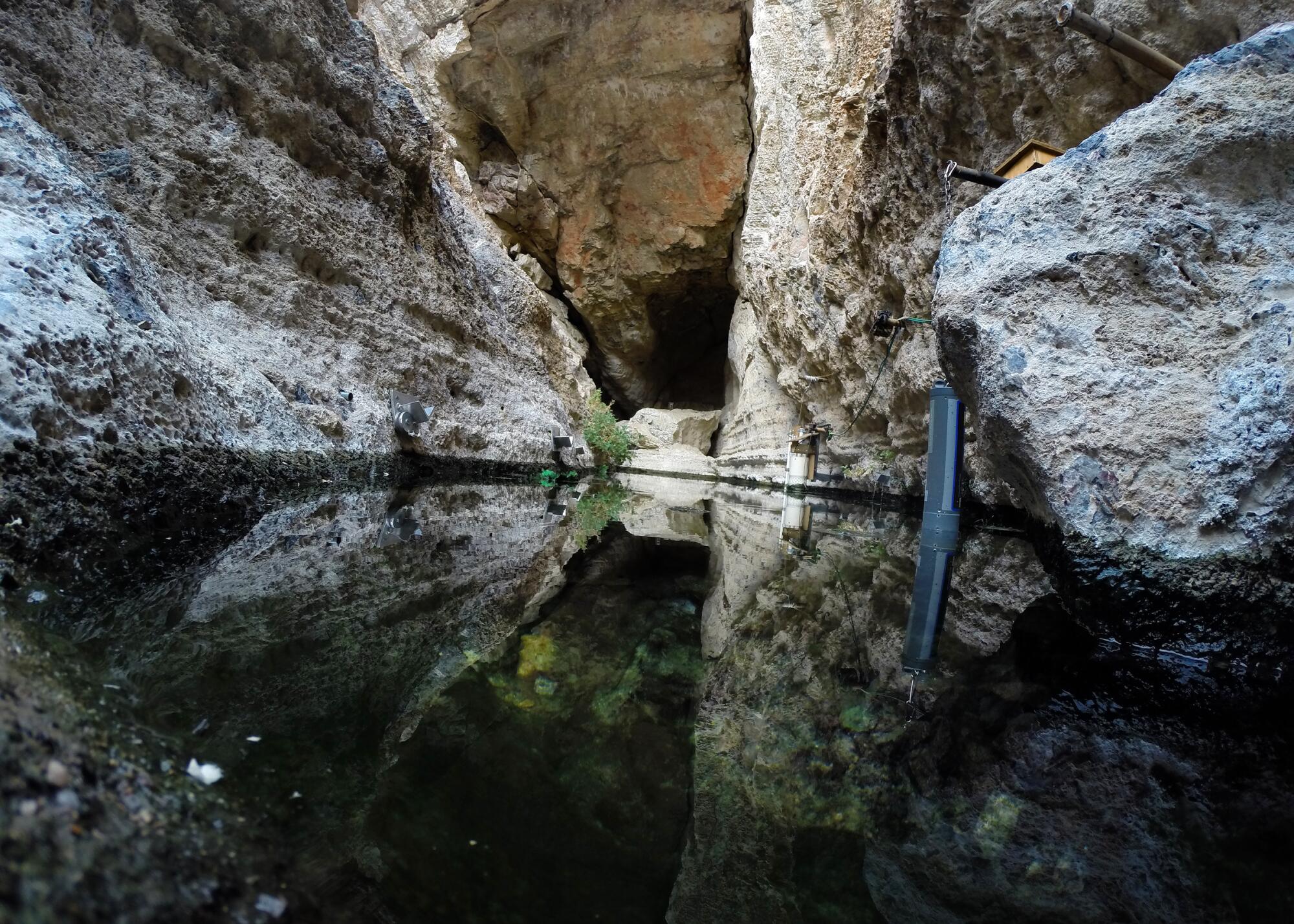 The Devil's Hole pupfish has survived in this remote rock tub since the Ice Age