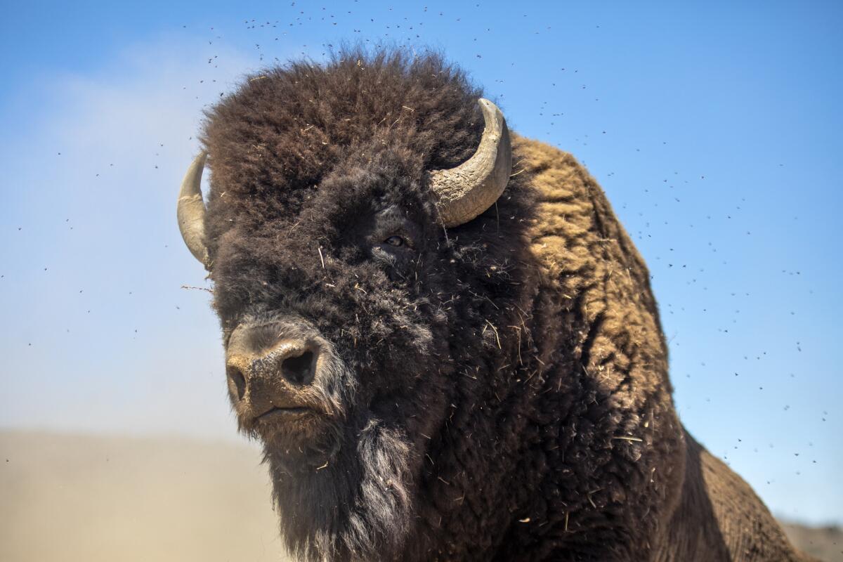 Closeup of a bison.