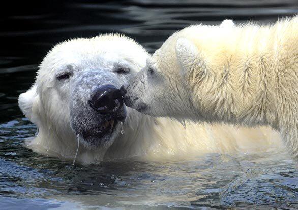 Tuesday: The Day In Photos, Polar bears