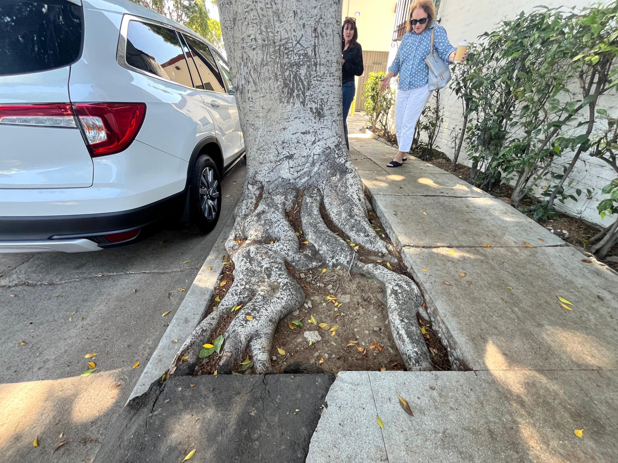 Two women on a buckled sidewalk next to the grayish trunk and roots of a ficus tree.