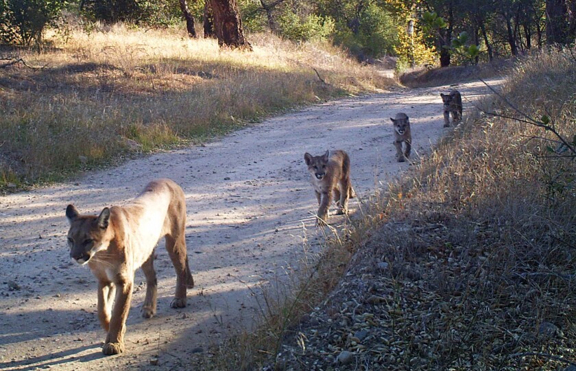 Cougars in the Santa Monica and Santa Ana mountains are poised to enter an "extinction vortex" and could disappear from those areas in the next 50 years, new research says. Here, an adult mountain lion leads three youths along a truck trail in the Santa Anas in 2014.