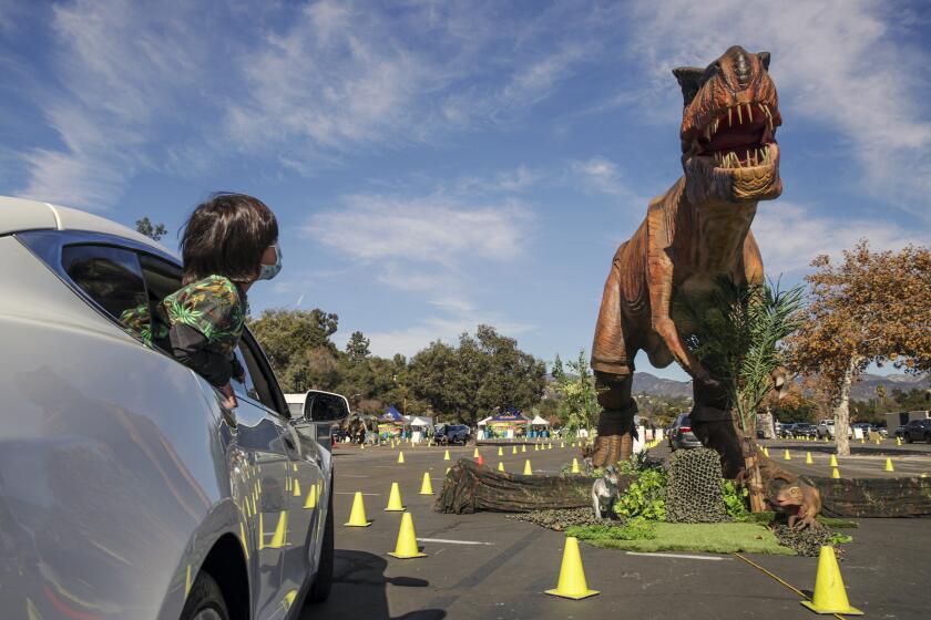 Pasadena, CA - January 16: Families with children drive through Jurassic Quest exhibits at Rose Bowl on Saturday, Jan. 16, 2021 in Pasadena, CA. (Irfan Khan / Los Angeles Times)