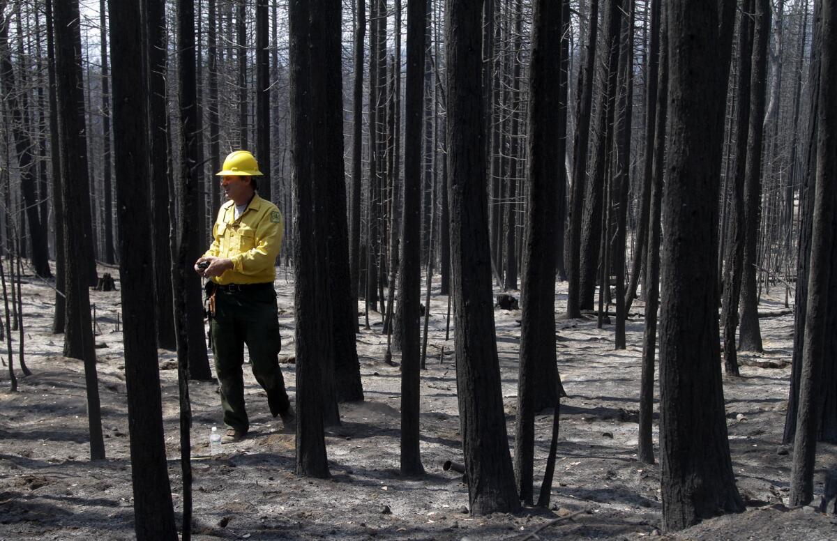 Soil scientist Todd J. Ellsworth of U.S. Forest Service surveys the burned area of the Stanislaus National Forest in Sonora, Calif.