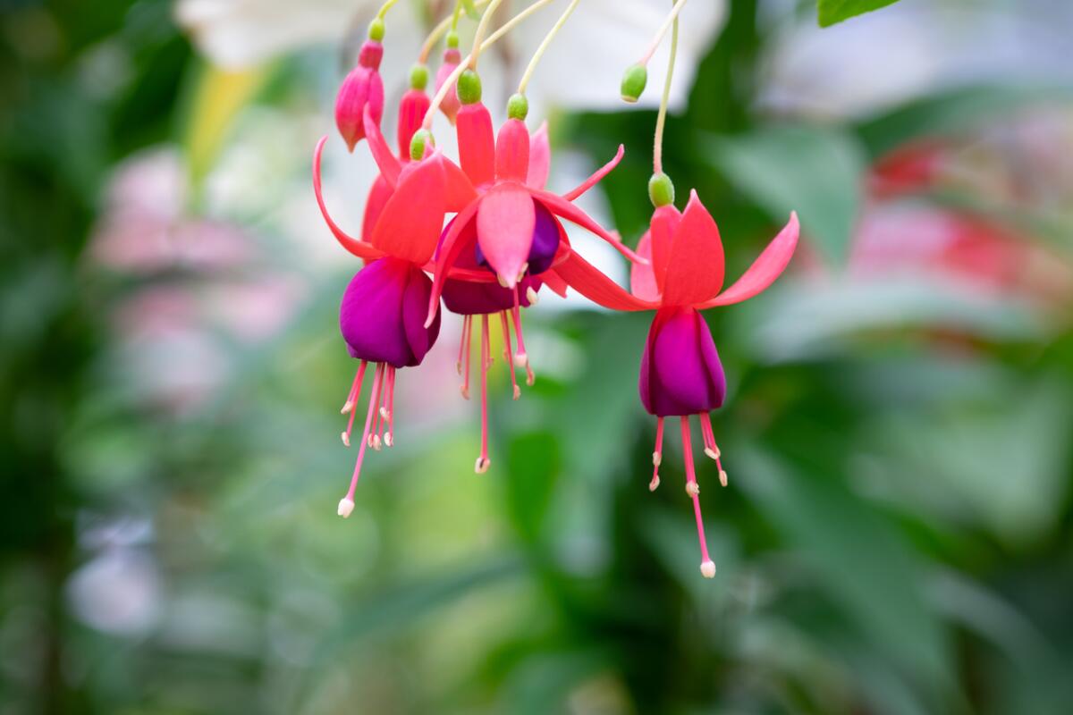 Keep potted plants like Fuchsia in the shade for sun protection.