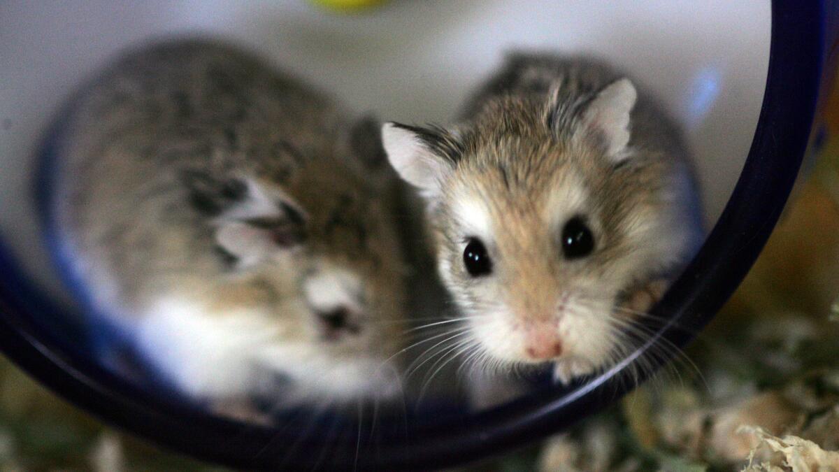 A pair of tiny hamsters in their exercise wheel at a pet shop in San Francisco. A passenger on a Spirit Airlines flight says a crew member told her she couldn't fly with her emotional support hamster and suggested she flush it down the toilet, which she did.