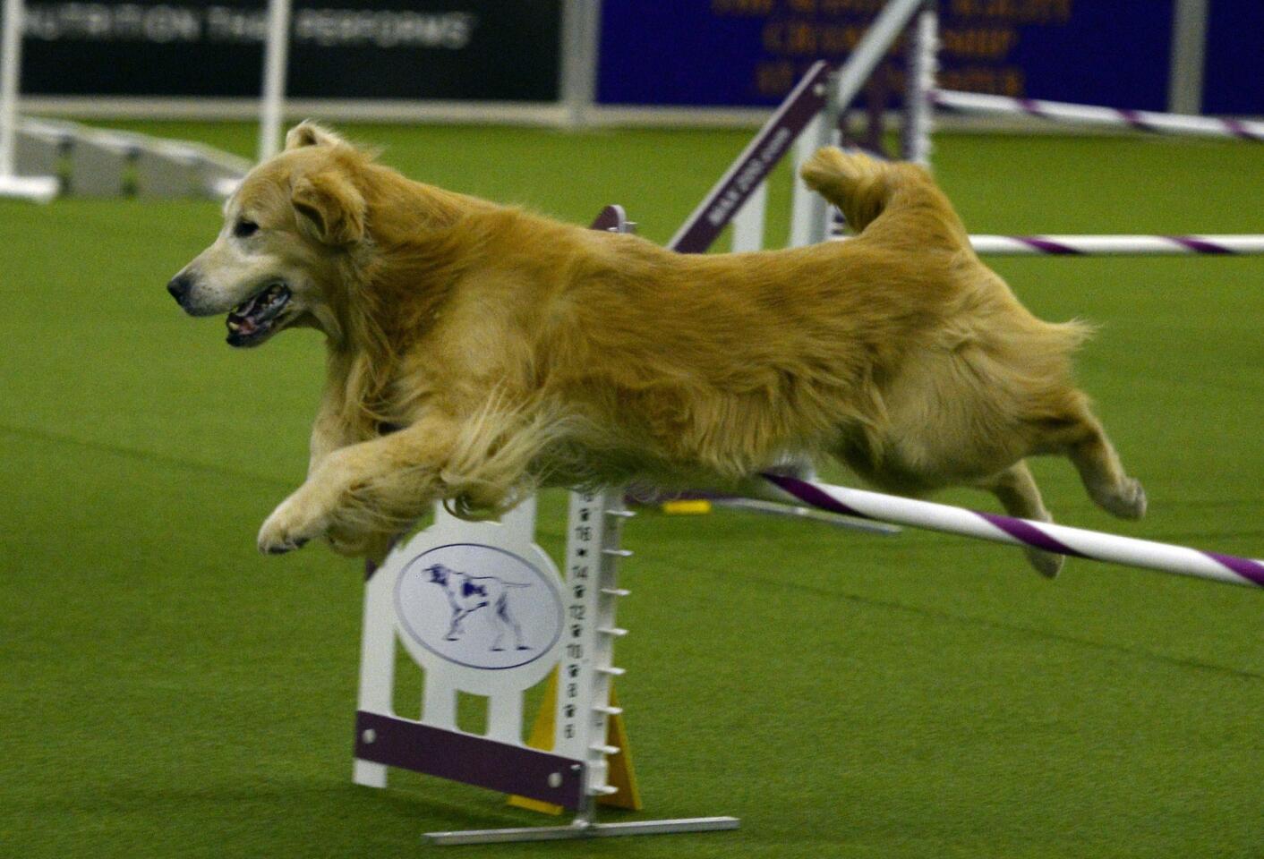 Westminster Kennel Club agility contest Los Angeles Times