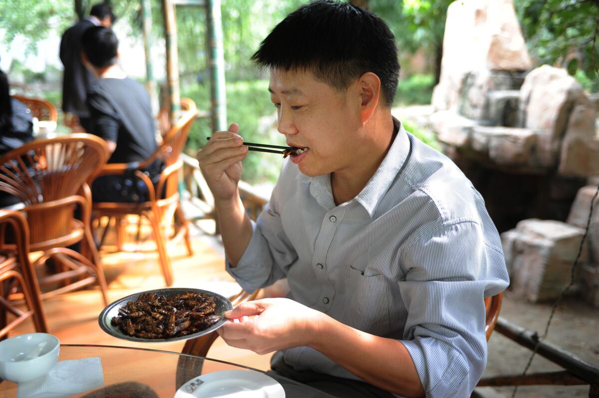 Liu Yusheng, head of the Shandong Insect Industry Assn. eats fried cockroaches. Liu worries about the rapid growth of an industry with too many inexperienced players and too little oversight.