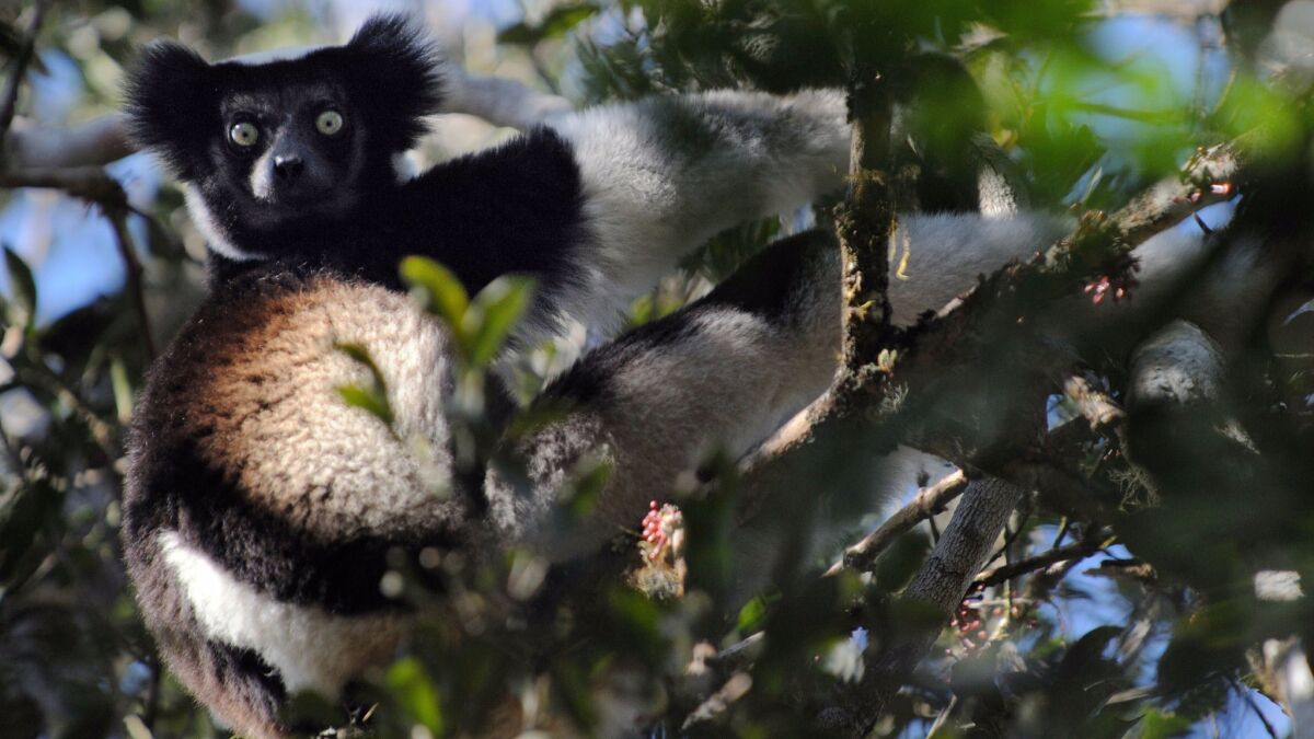 A male Indri lemur looks from a tree as he feeds on leaves in Madagascar.