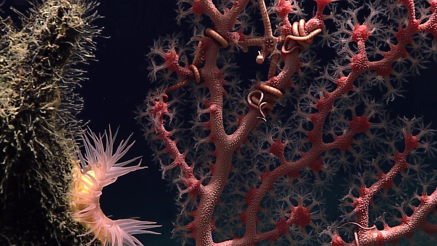 Coral gardens don’t only occur in shallow waters; they are also found in the deep sea. A Paragorgia bubblegum coral with commensal brittle stars, or ophiuroids, is seen at right. A pink anemone surrounded by hydroids can be seen in the foreground.
