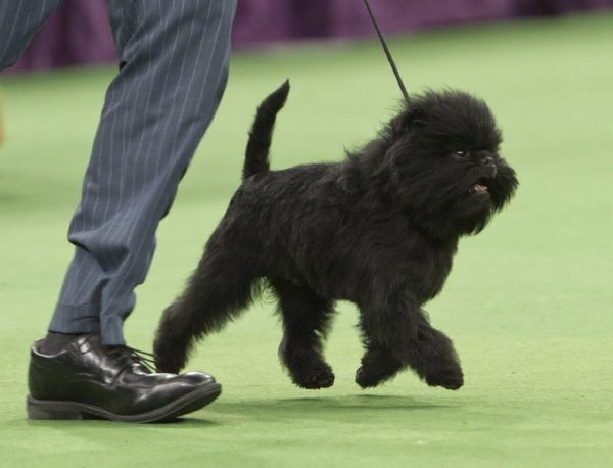 This affenpinscher, Banana Joe, won best in show at February's Westminster Kennel Club dog show in New York. An analysis of medical records of more than 90,000 dogs revealed that purebreds like Banana Joe aren't always more likely to suffer genetic disorders than mixed breeds.