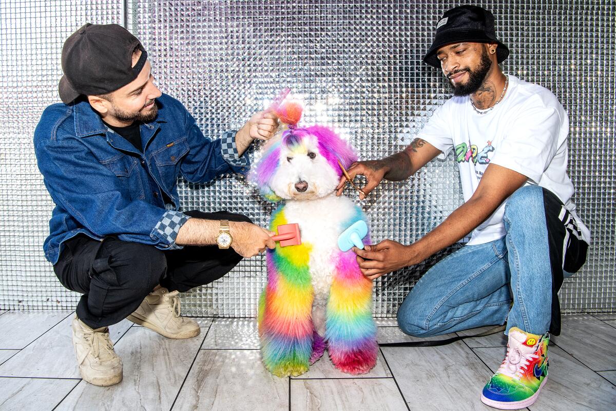 Two men brush a poodle with rainbow fur.