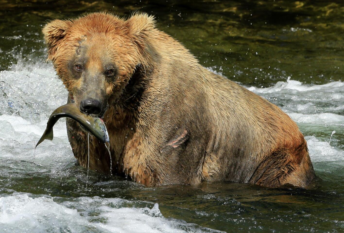 The coastal brown bears of Brooks Camp, Alaska