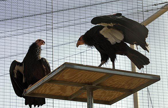 Perching condors