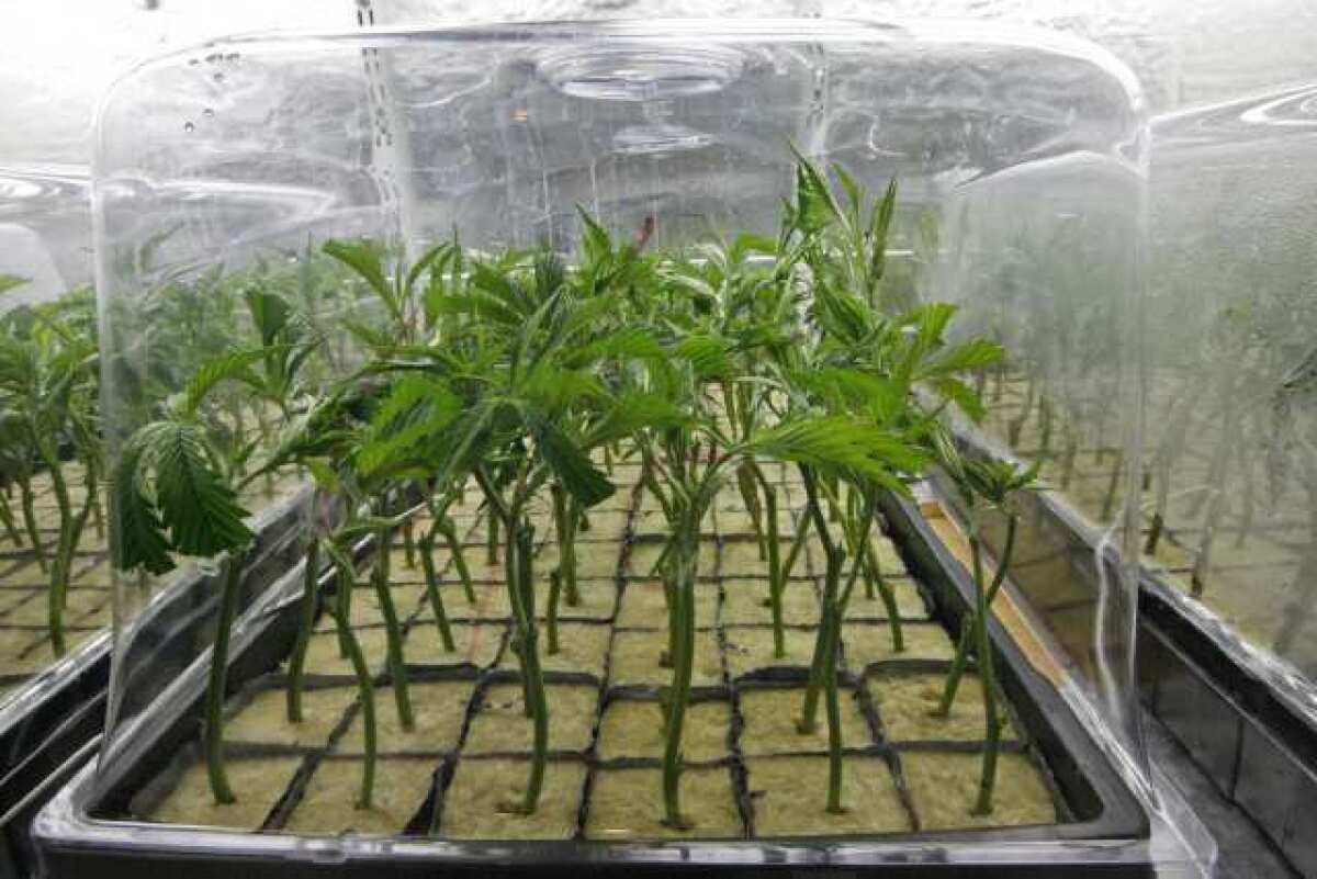 Marijuana plants grow in a warehouse at 3462 San Fernando Rd. in Los Angeles that was raided by the Glendale Police Department.
