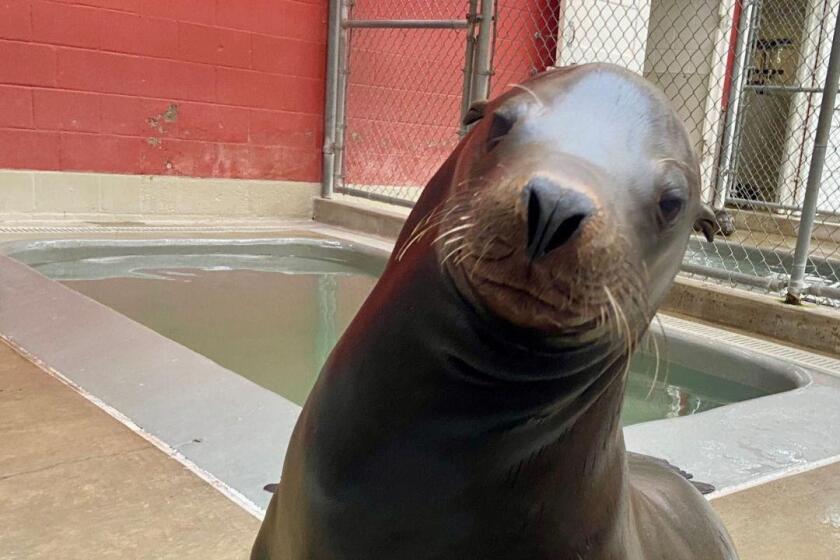 A sea lion in the care of the Pacific Marine Mammal Center.