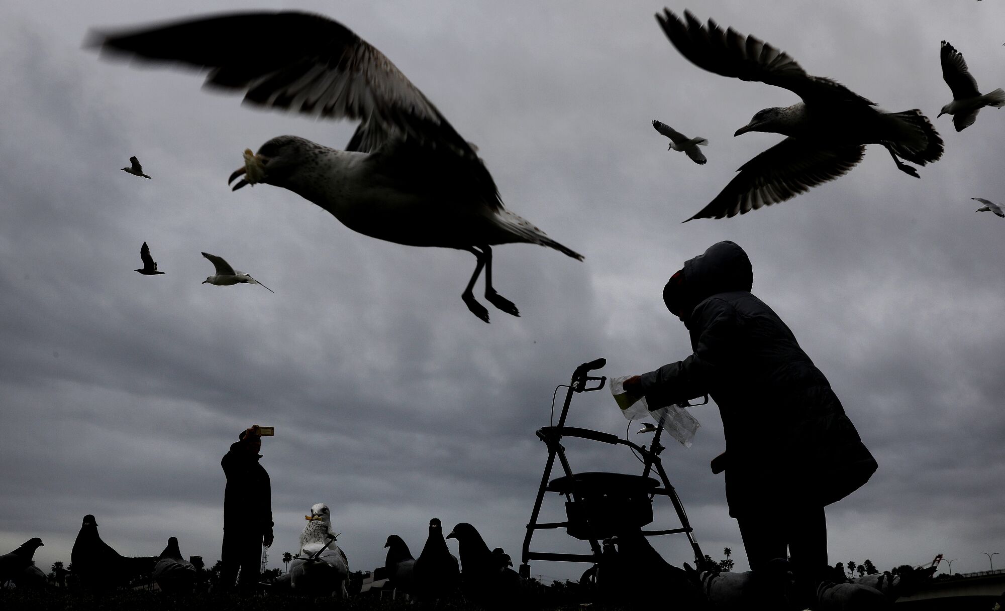 A silhouette of a person with a walker and birds swarming the upper part of the frame.