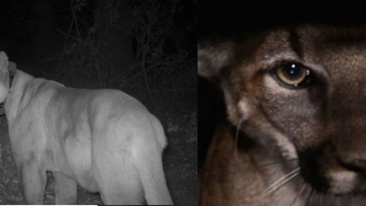 Mountain Lion and Bobcat Died From Effects of Rat Poison – NBC Los Angeles