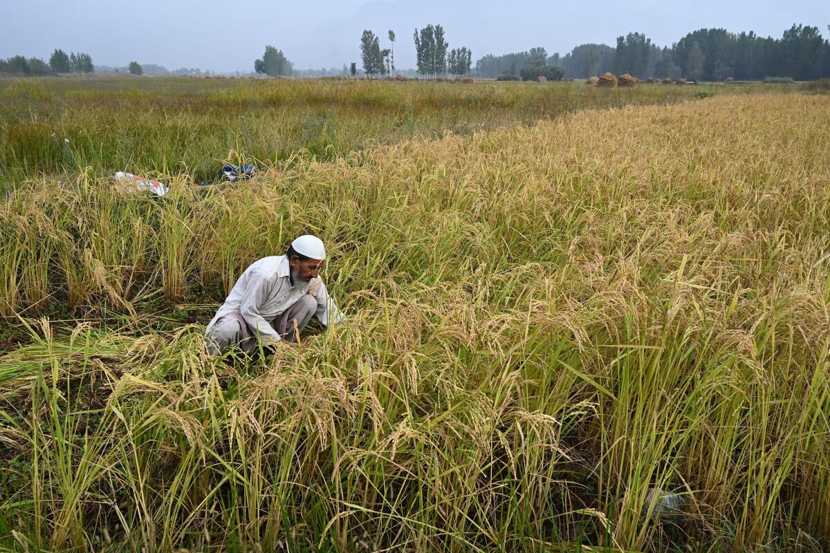 A Kashmiri farmer harvests rice in a field during a lockdown on the outskirts of Srinagar.
