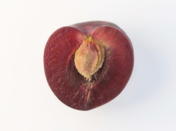 Interspecific hybrid of plum and apricot