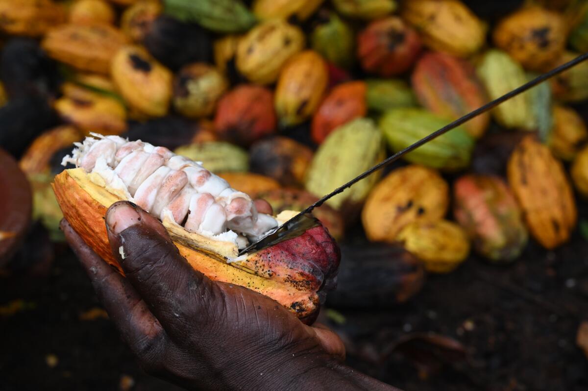 Cocoa beans in a pod