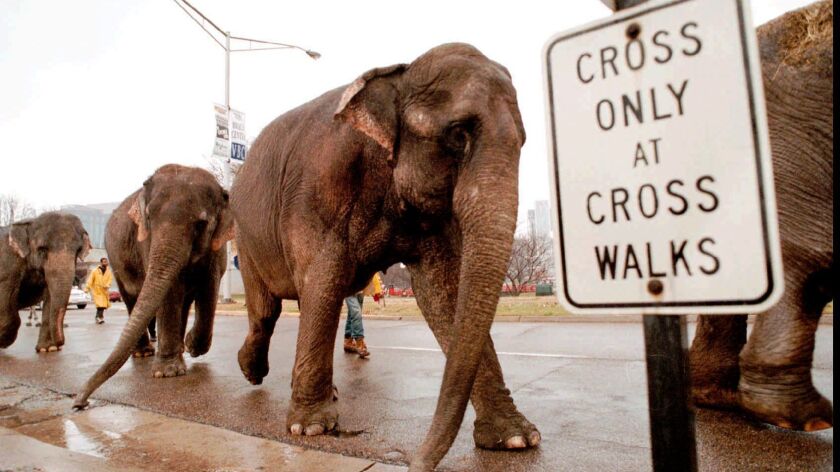 Ringling Brothers Circus workers usher a line of elephants through downtown Huntsville, Ala., on Dec. 3, 1997.