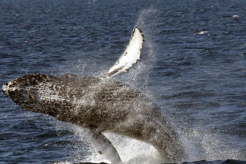 A humpback whale breaches off the coast of Long Beach.