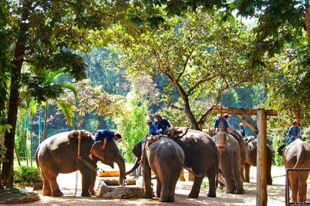 The Elephant Conservation Center in northern Thailand is home to about four dozen domesticated Asian elephants and is operated by a branch of the Thai government.