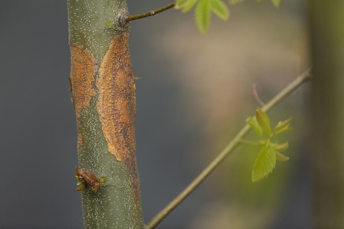 An example of how the blight kills a tree by wrapping around the trunk.(Allison Zaucha / For The Times)