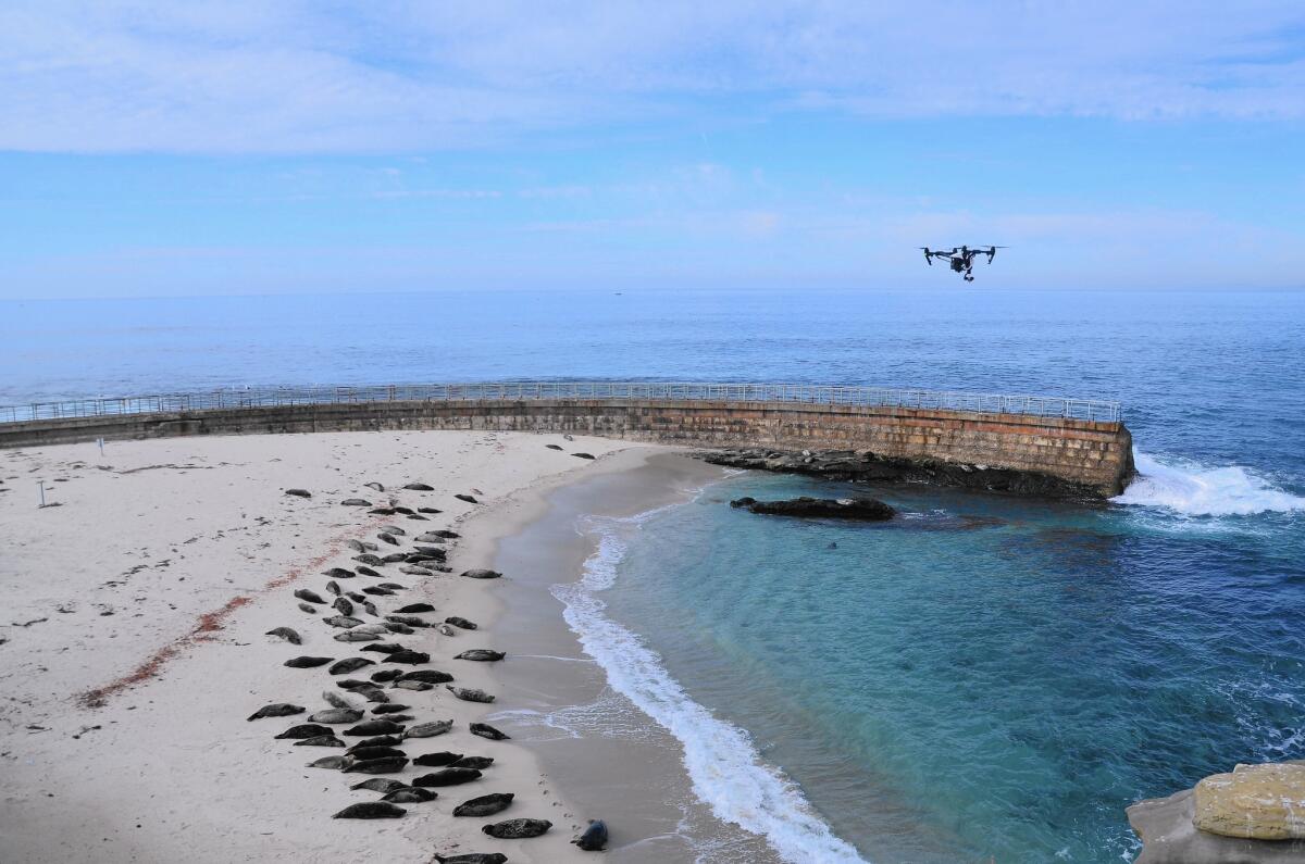 A drone hovers over seals and sea lions at Children's Pool Beach in La Jolla earlier this month.