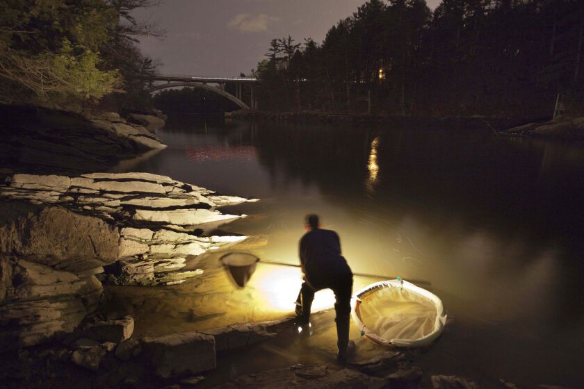 FILE - Bruce Steeves uses a lantern to look for young eels, known as elvers, on a river, Thursday, March 23, 2012, in southern Maine. Fishermen in the U.S.'s only commercial-scale fishing industry for valuable baby eels once again had a productive season searching for the tiny fish. (AP Photo/Robert F. Bukaty, File)