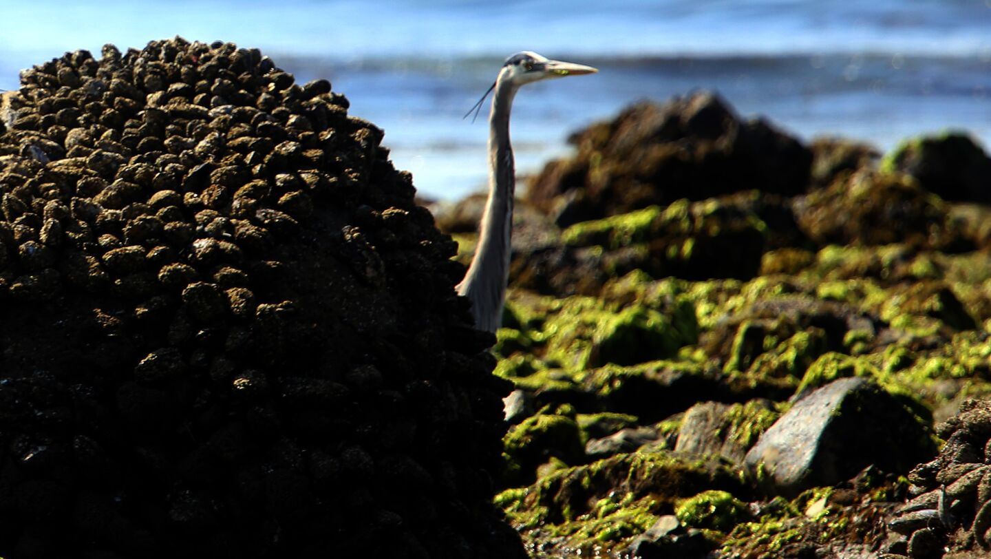 A great blue heron hides behind a rock on the beach at Coal Oil Point in Isla Vista. The beach was closed because of the oil spill.