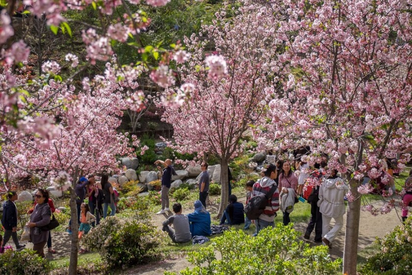 Japanese Friendship Garden Celebrates Cherry Blossom Week The