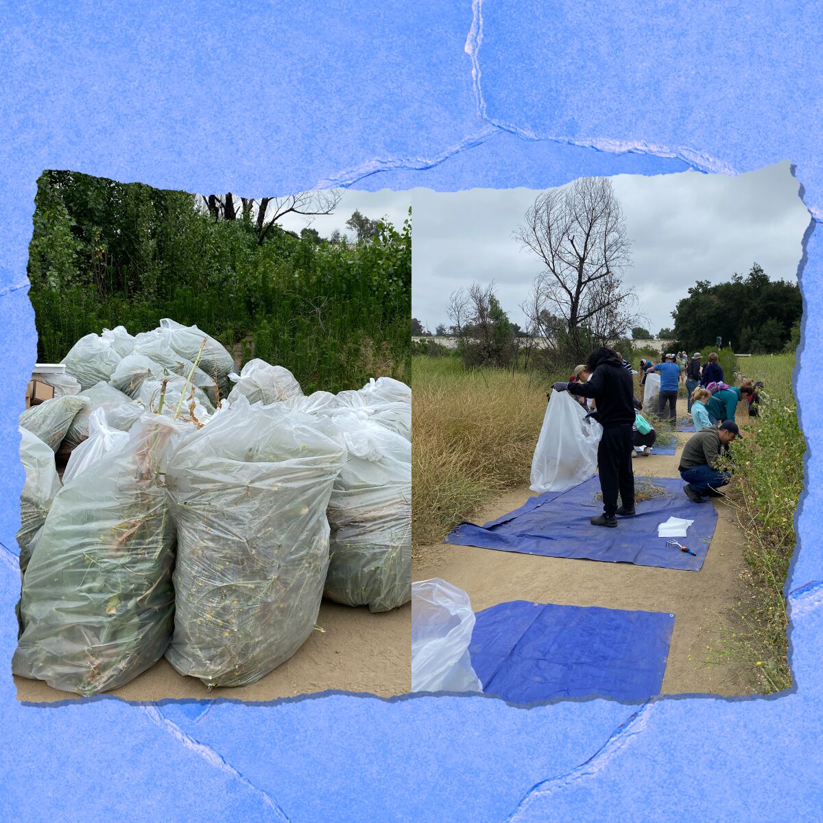 Join the Friends of the LA River at the Sepulveda Basin Wildlife Reserve to restore the local habitat.