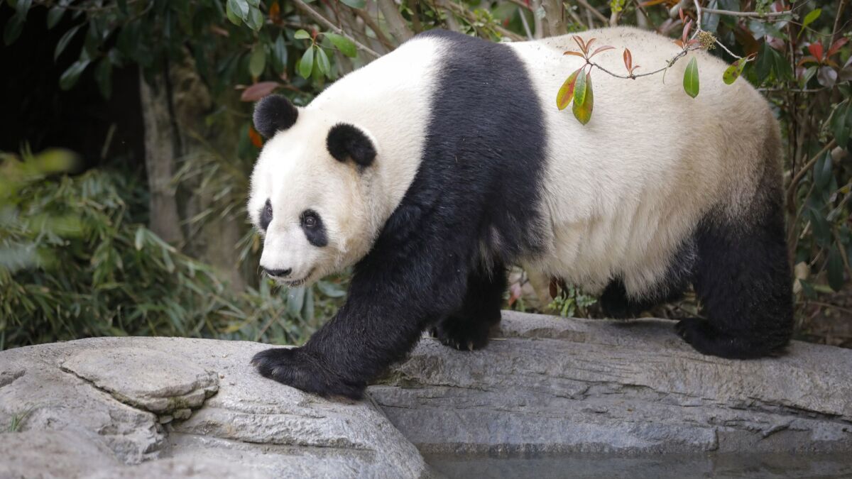 Bai Yun is one of two giant pandas at the San Diego Zoo that will be heading to China before the end of April.