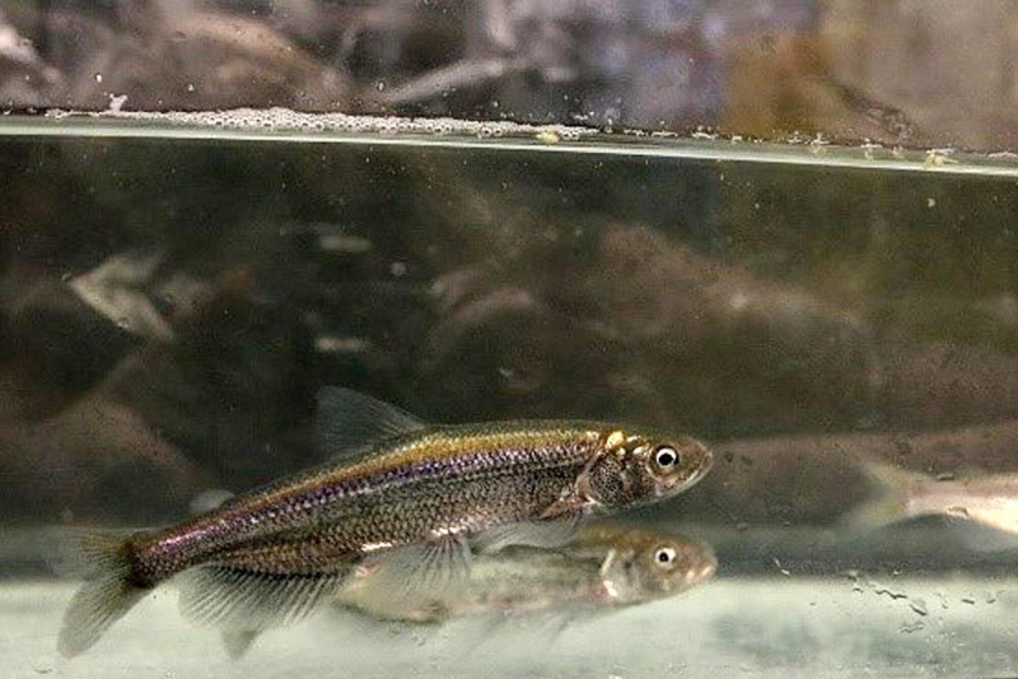 Longfin Fish Another California fish is added to the endangered species list - Los ...