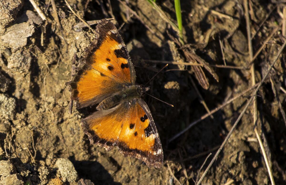 California tortoiseshell butterfly