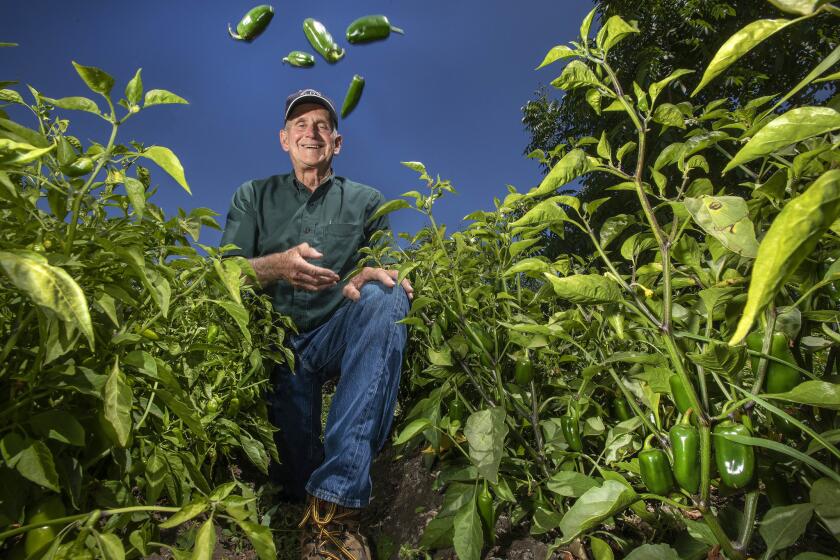MOORPARK, CA-JULY 11, 2019: Craig Underwood, who manages Underwood Family Farms in Moorpark, tosses up jalepeno peppers, while in a field where they are growing. Underwood Ranches had a recent legal victory over Huy Fong Foods Inc., the manufacturer of Sriracha. The small town family-owned farm was awarded $23.3 million last week in a lawsuit that came after the collapse of a nearly 30 year partnership. (Mel Melcon/Los Angeles Times)