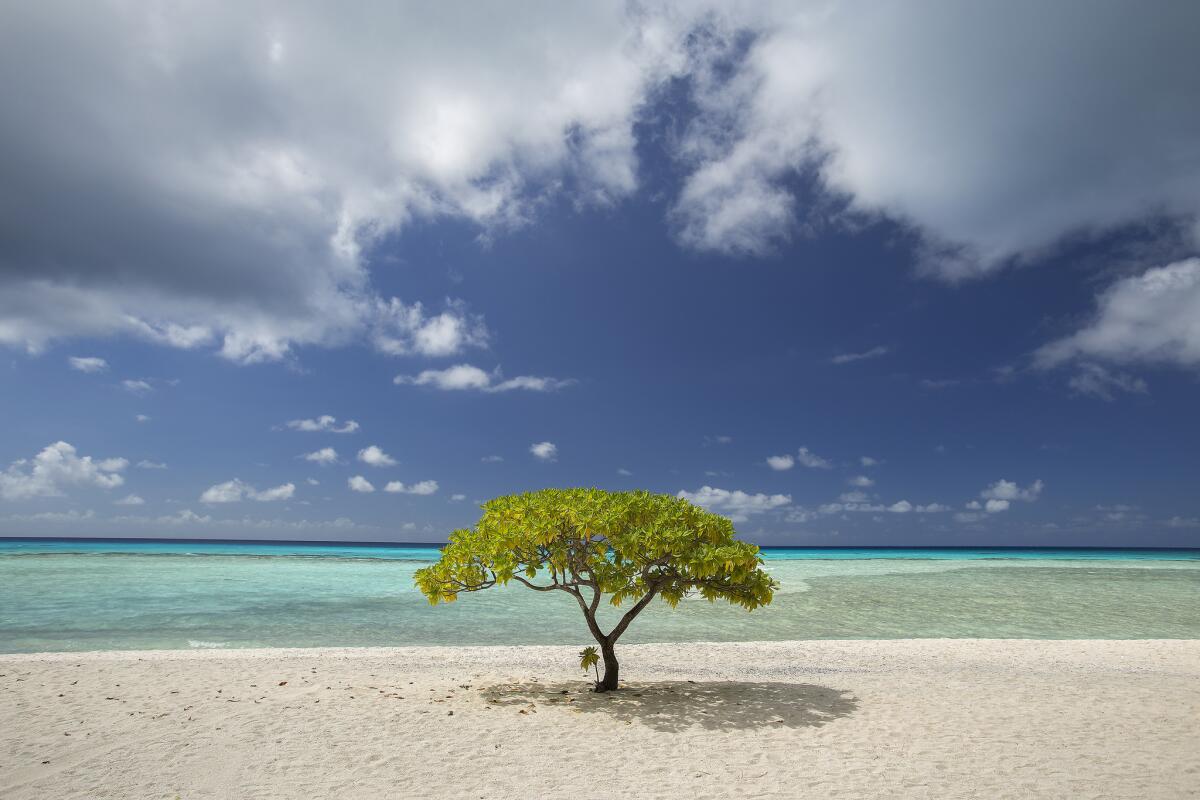 A lone tree stands on the beach of Motu Avea Rahi. Hotel Kia Ora's private island is also known as Le Sauvage.