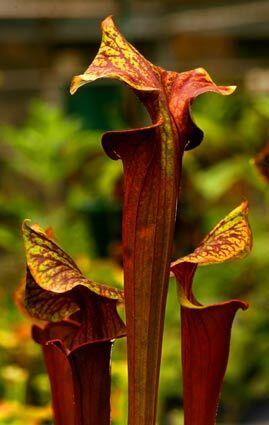 Carnivorous plants