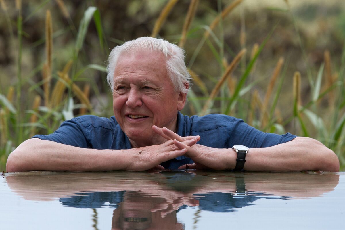 David Attenborough in "Attenborough's Global Adventure" on BBC America.
