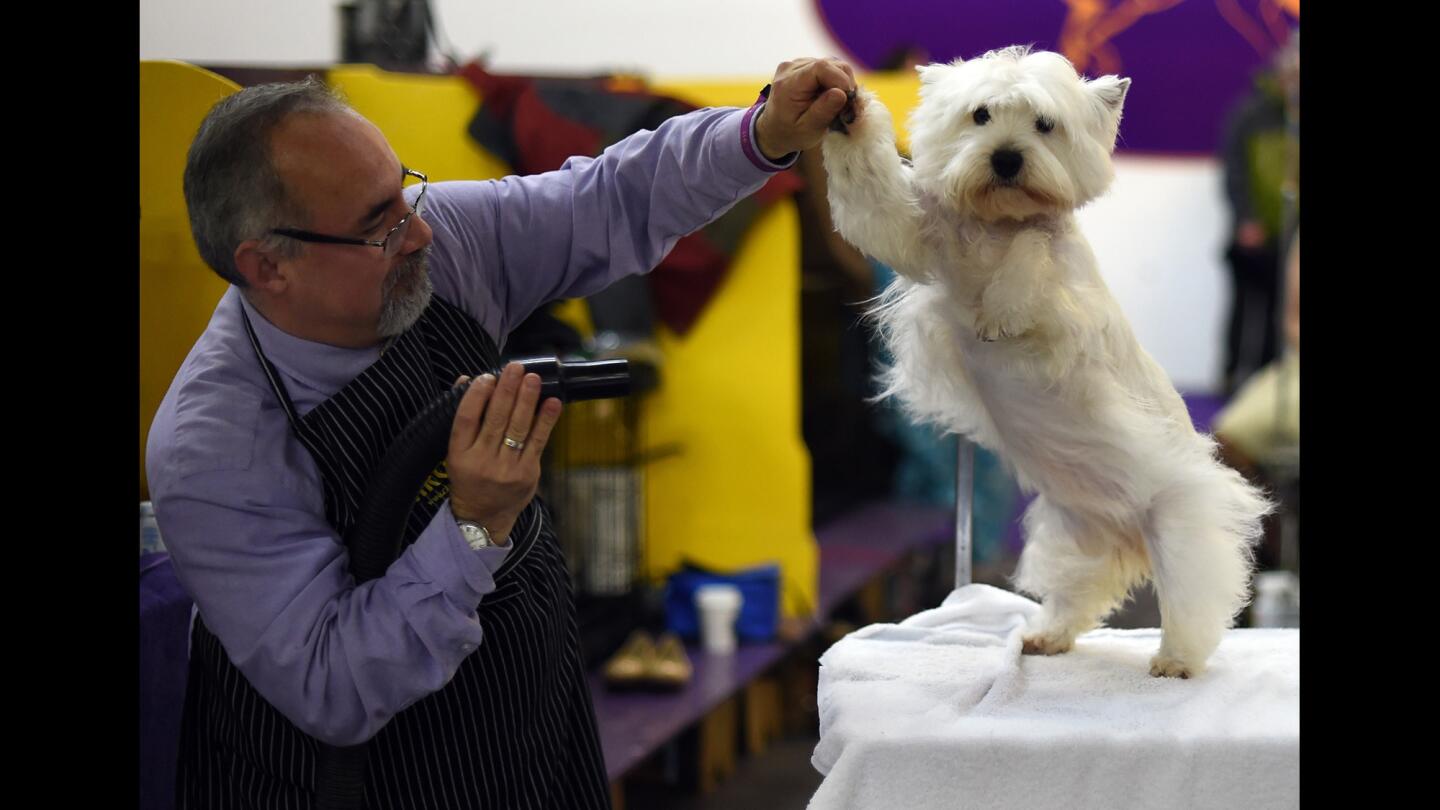 Westminster Kennel Club Dog Show