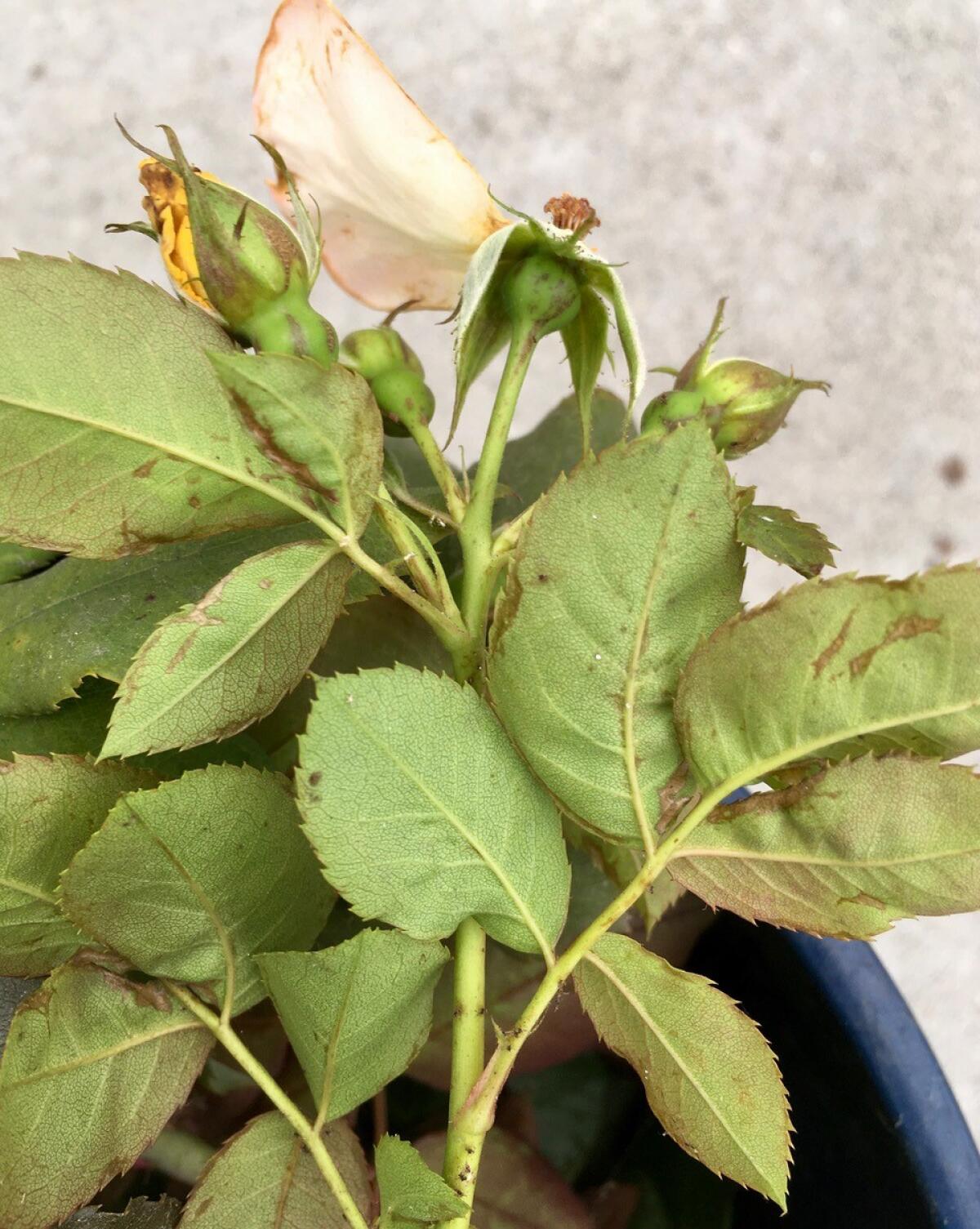 What's Eating My Rose Leaves? – Maryland Grows