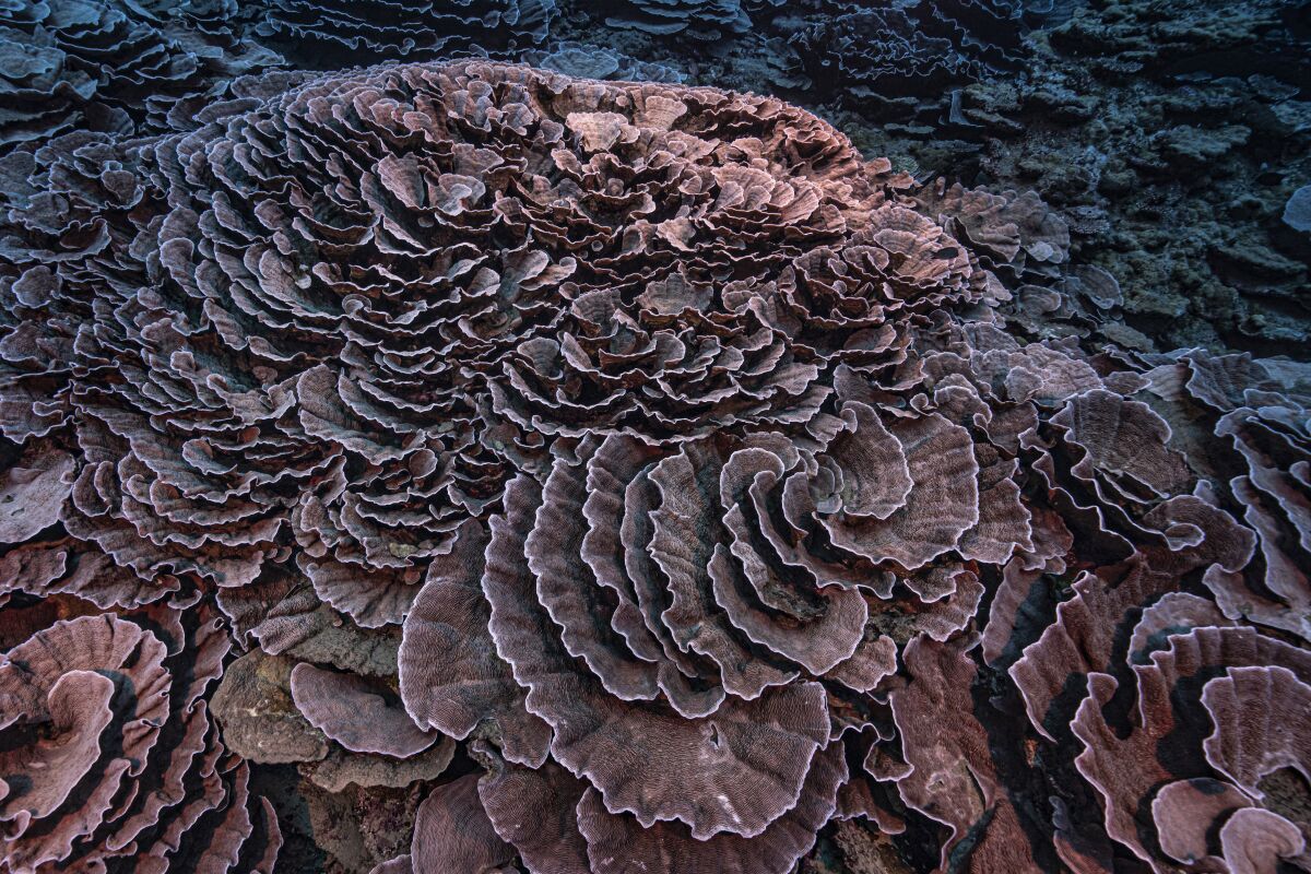 This photo provided by @alexis.rosenfeld shows corals shaped like roses in the waters off the coast of Tahiti of the French Polynesia in December 2021. Deep in the South Pacific, scientists have explored a rare stretch of pristine corals shaped like roses off the coast of Tahiti. The reef is thought to be one of the largest found at such depths and seems untouched by climate change or human activities. (Alexis Rosenfeld/@alexis.rosenfeld via AP)