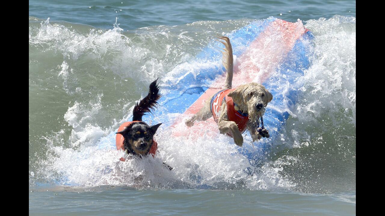 Unleashed Surf City Surf Dog contest