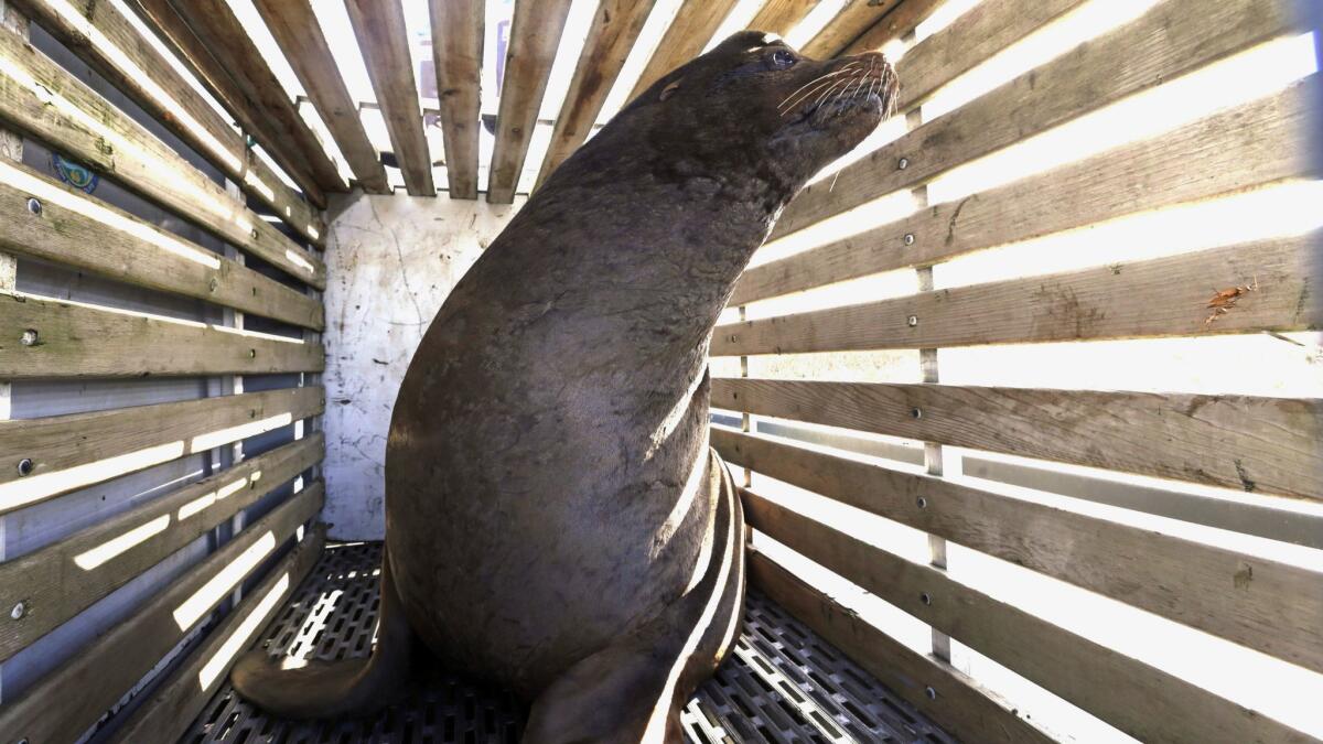 A sea lion that was trapped at a falls in the Willamette River in Oregon waits to be released into the Pacific in March. After relocating the mammals didn't work, Oregon wildlife officials have started killing sea lions that threaten a fragile run of winter steelhead.