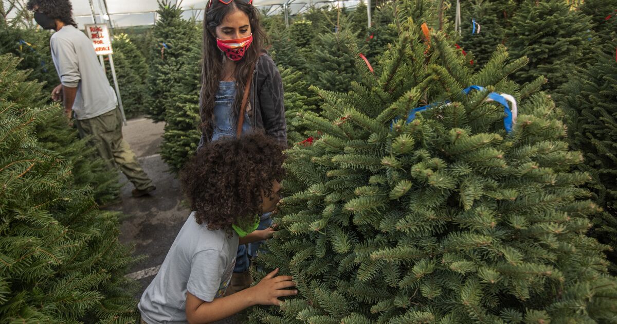 How to pick the perfect Christmas tree